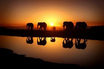 Beautiful Sunset And Elephants Background Gallery Yopriceville
