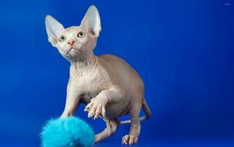 Sphynx Cat Wallpaper Animal