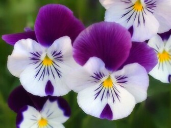 Flower Beautiful Flowers Wallpaper