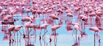Flamingo Computer Wallpaper Desktop Background Id