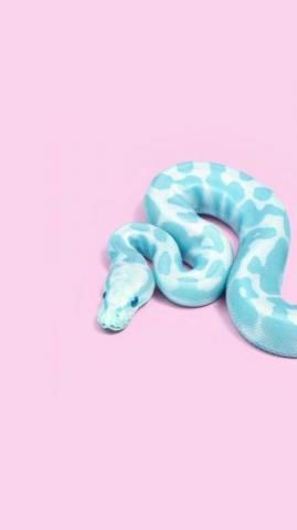 Pink And Blue On Snake Wallpaper iPhone Cute