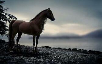 Horse Wallpaper Fantastic Background High