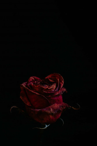 Blood Aesthetic Red Rose Black Wallpaper