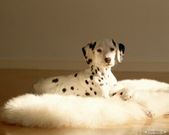 Dalmatians Wallpaper