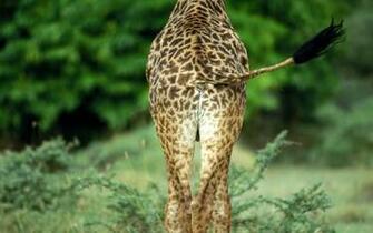 Related Wallpaper Animals Giraffes Giraffe