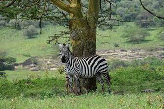 Lake Nakuru National Park Kenya Pictures