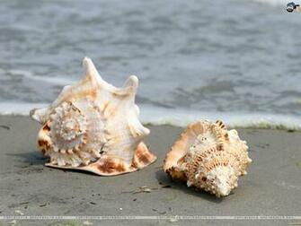 Seashells Wallpaper