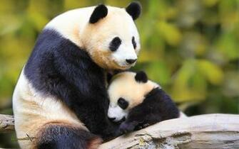Panda Pictures HD Wallpaper Live Hq