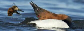 Delta Waterfowl Wallpaper Deltawaterfowl Org Offers