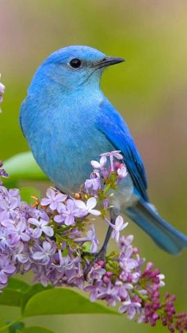 Animal Bluebird