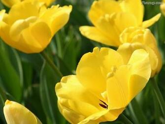 Click To Enlarge Beautiful Colorful Flowers Wallpaper