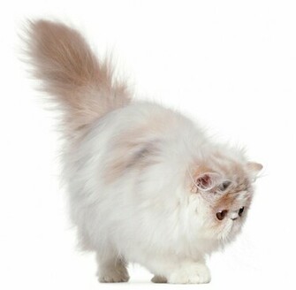 White Persian Cat Image Desktop Background HD Wallpaper