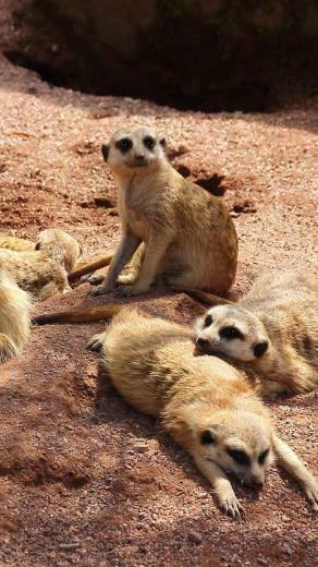 Cute Meerkat Relaxing HD Wallpaper 4k