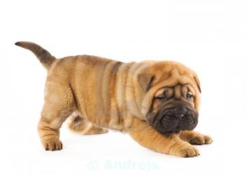 Funny Sharpei Puppy Isolated On White Background Studio Shot