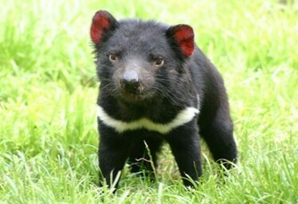 Tasmanian Devil Tassie Boys