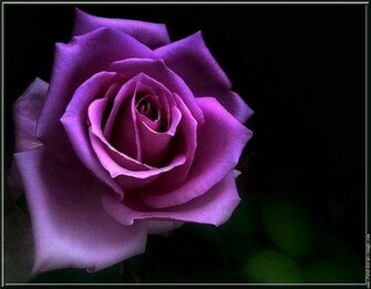 Purple Image Roses Wallpaper Photos