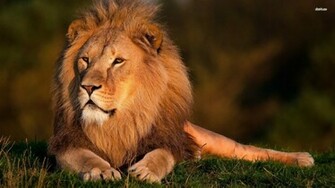 Lions Wallpaper Lion HD Attack Pictures