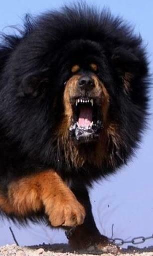 Tibetan Mastiff Wallpaper Screenshot