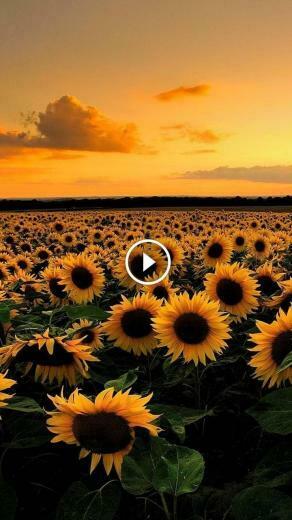 Clouds Sunflower Wallpaper iPhone Background
