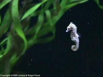Return To Seahorse Sea Background Wallpaper Animal Scoop Billy