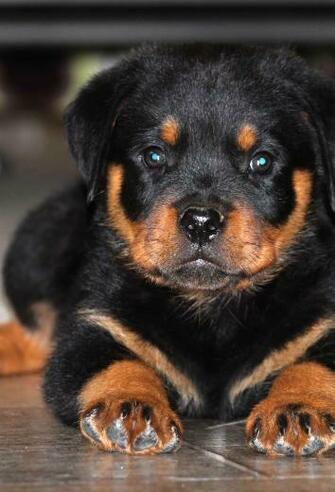 Rottweiler Wallpaper iPhone