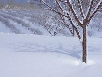Winter Storm Wallpaper Weddingdressin