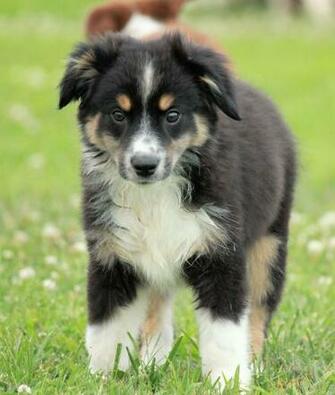 Lovely Miniature Australian Shepherd Photo And Wallpaper Beautiful