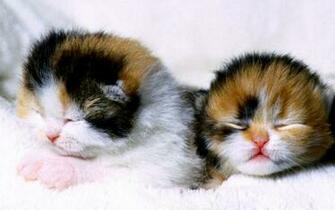 Cute Kittens Wallpaper