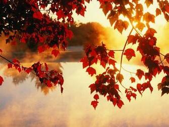 Wallpaper For Fall Leaves Background F A L I N G
