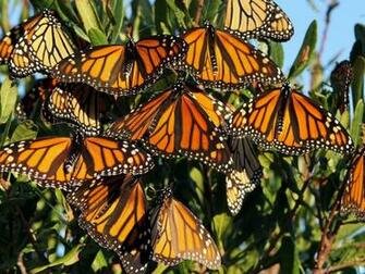 Monarch Butterfly Migration HD Wallpaper Background Image