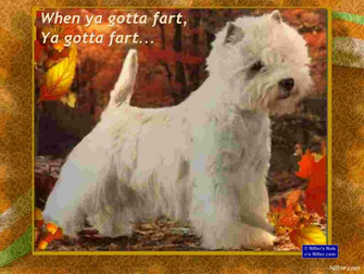 Funny Animals Wallpaper Animal Pictures With Captions