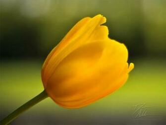 Yellow Tulip Flowers Wallpaper