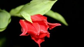 Red Flower In Black Wallpaper HD
