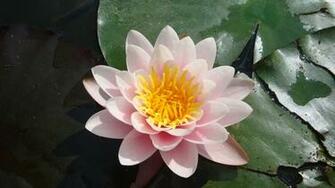 Water Lily Wallpaper
