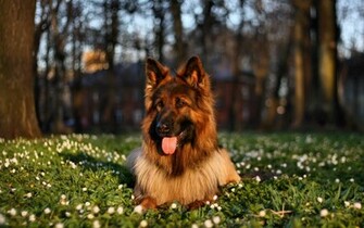 German Shepherd Wallpaper High Definition