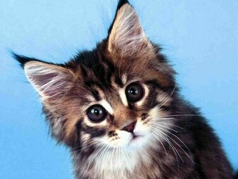 Maine Coon Cat Wallpaper