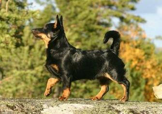 Lancashire Heeler Wallpaper HD Wallapers Pictures Pics Image