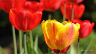 Naturewallpaper Eu Wallpaper Php Yellow Tulip Size