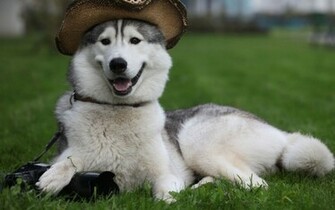 Funny Puppy Siberian Husky HD Wallpaper Imagebank Biz