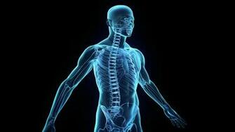 Ing Gallery For Human Body Wallpaper