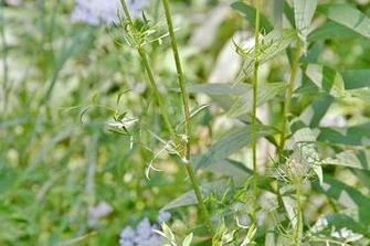 Queen Anne S Lace Leaves Minnesotaseasons Plants