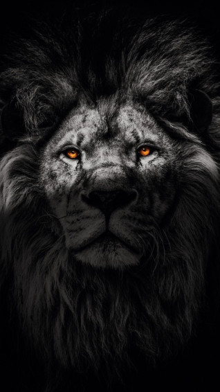 Dark Wallpaper Lock Screen Lion iPhone