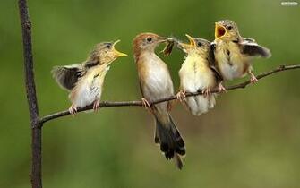 Youwall Bird Family Wallpaper