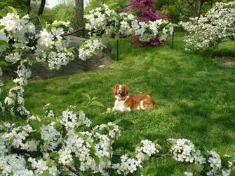 Central Park Spring Pictures Jake