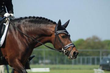 Dressage Wallpaper