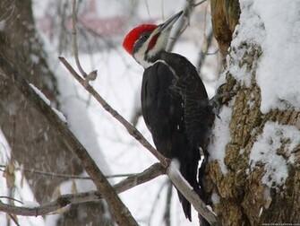 Desktop Wallpaper Animals Background Pileated Woodpecker