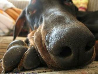 The Doberman Dog Desktop Wallpaper Pictures Online For Pc