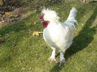 Hen HD Wallpaper Pictures