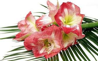Valentine S Day Wallpaper Flower Bouquet