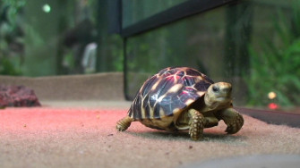 Cute Turtle Wallpaper